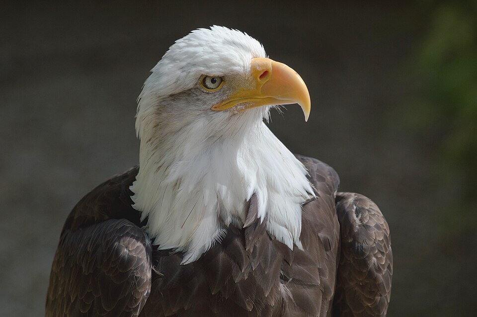 This eagle wants you to go Jackson Hole birdwatching
