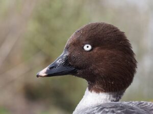 The goldeneye is just one bird you'll find while birdwatching Jackson Hole.