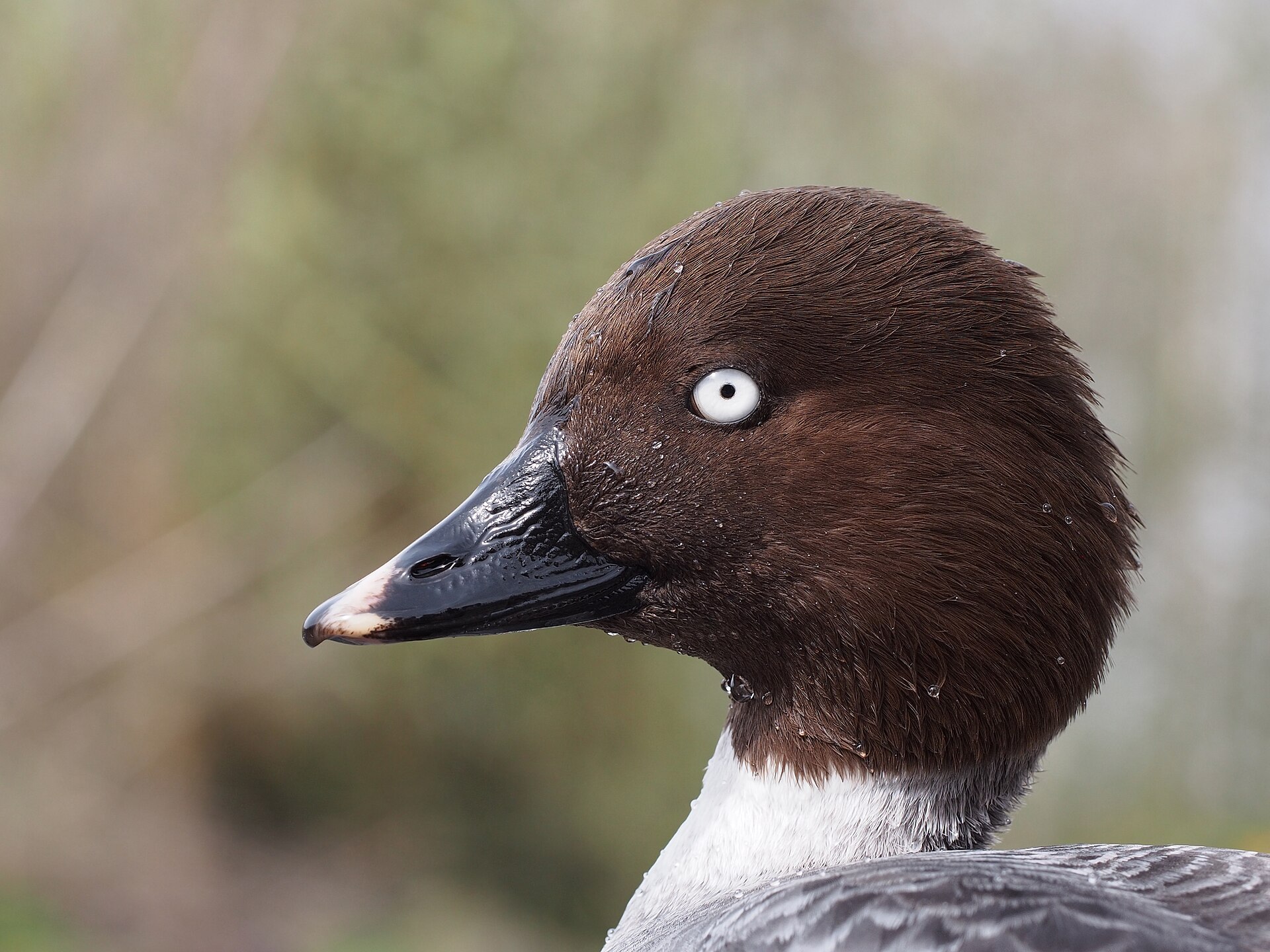 Jackson Hole Birdwatching: No Better Place for Birds