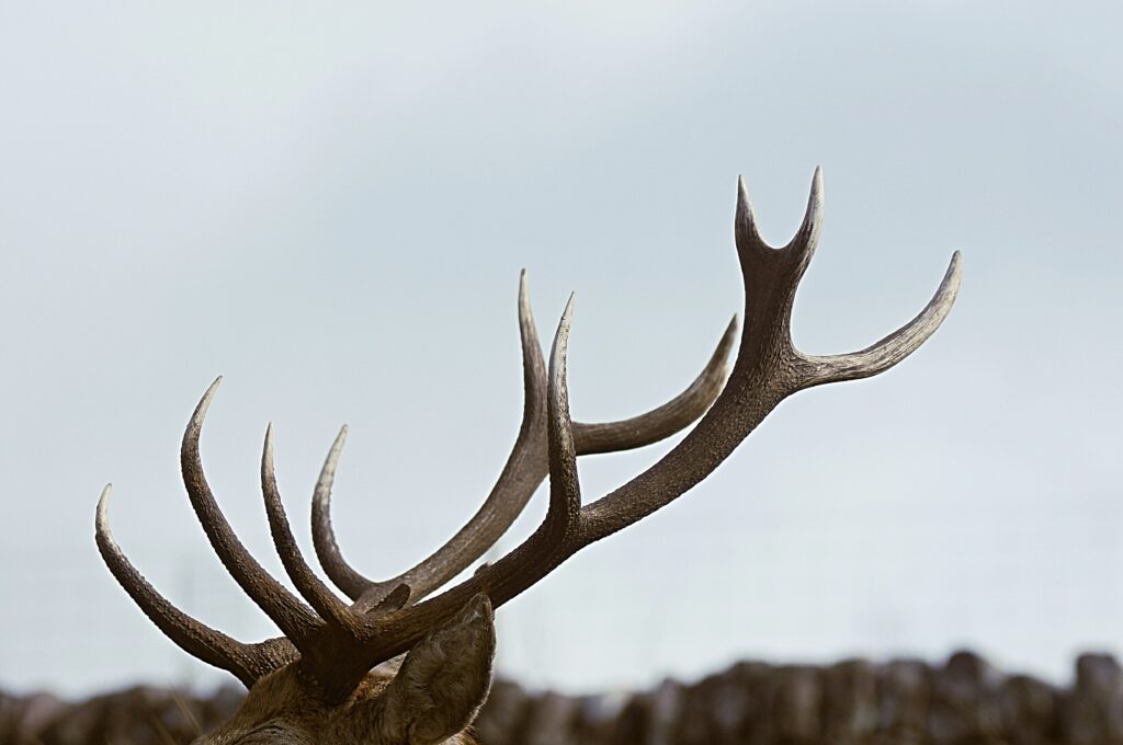 Jackson’s Antler Arch: FAQs