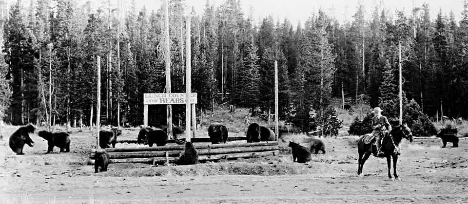 Yellowstone’s Most Dangerous Animals