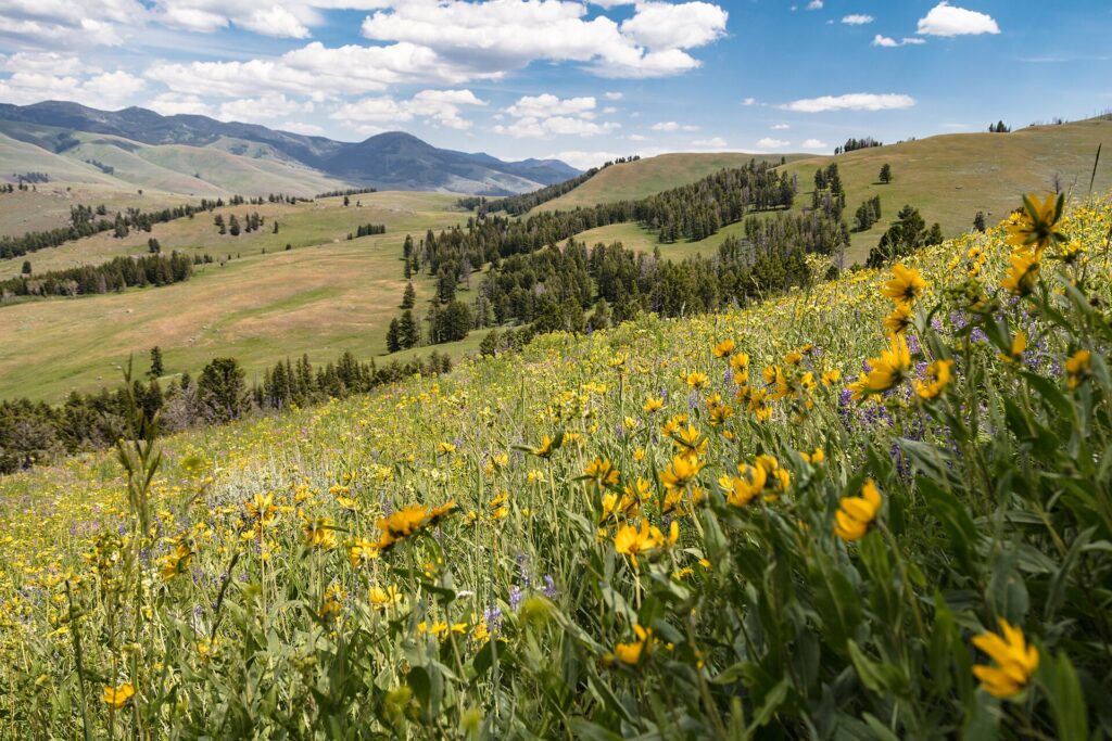 Wildflowers of Grand Teton, Part 3