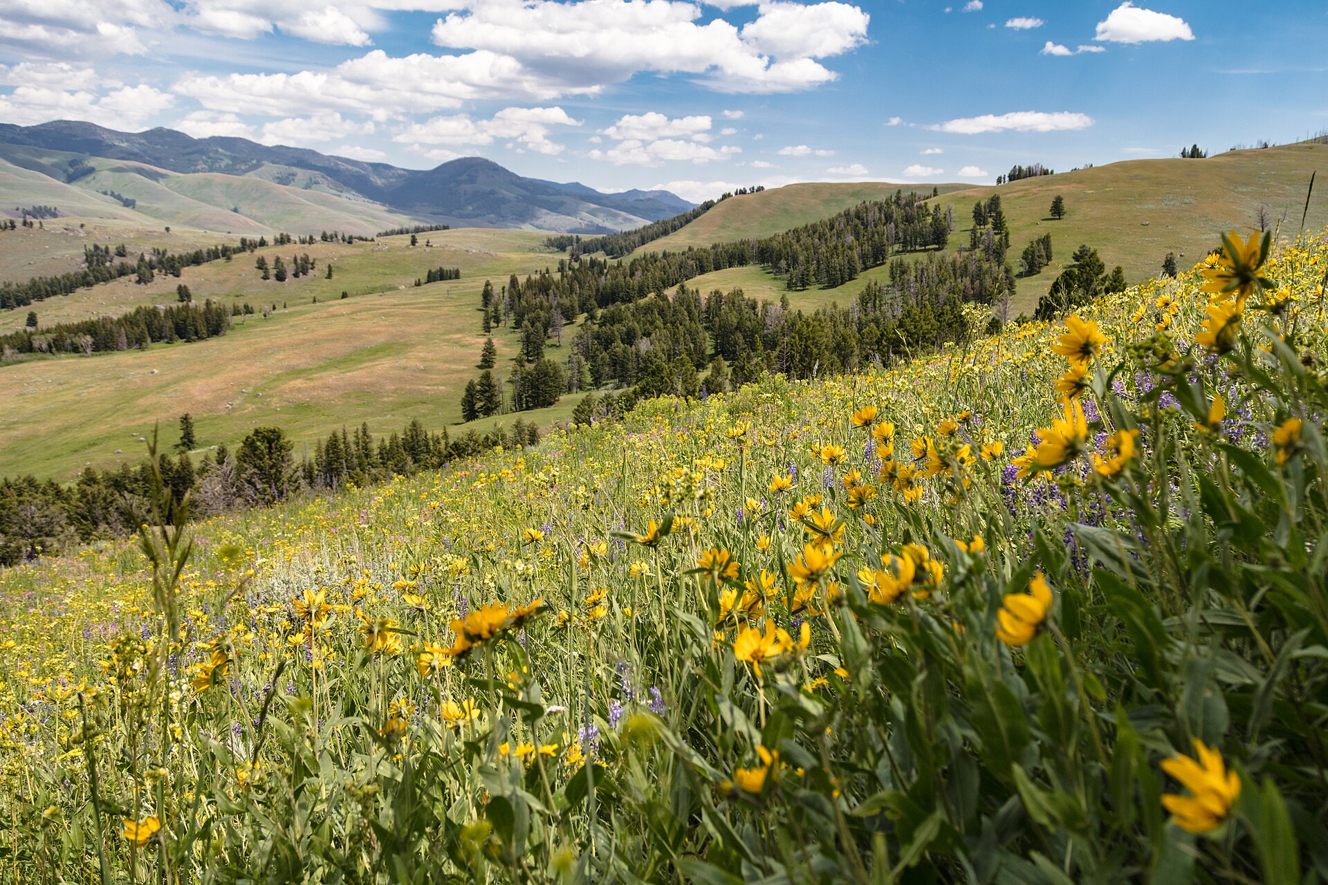 Wildflowers of Grand Teton, Part 3