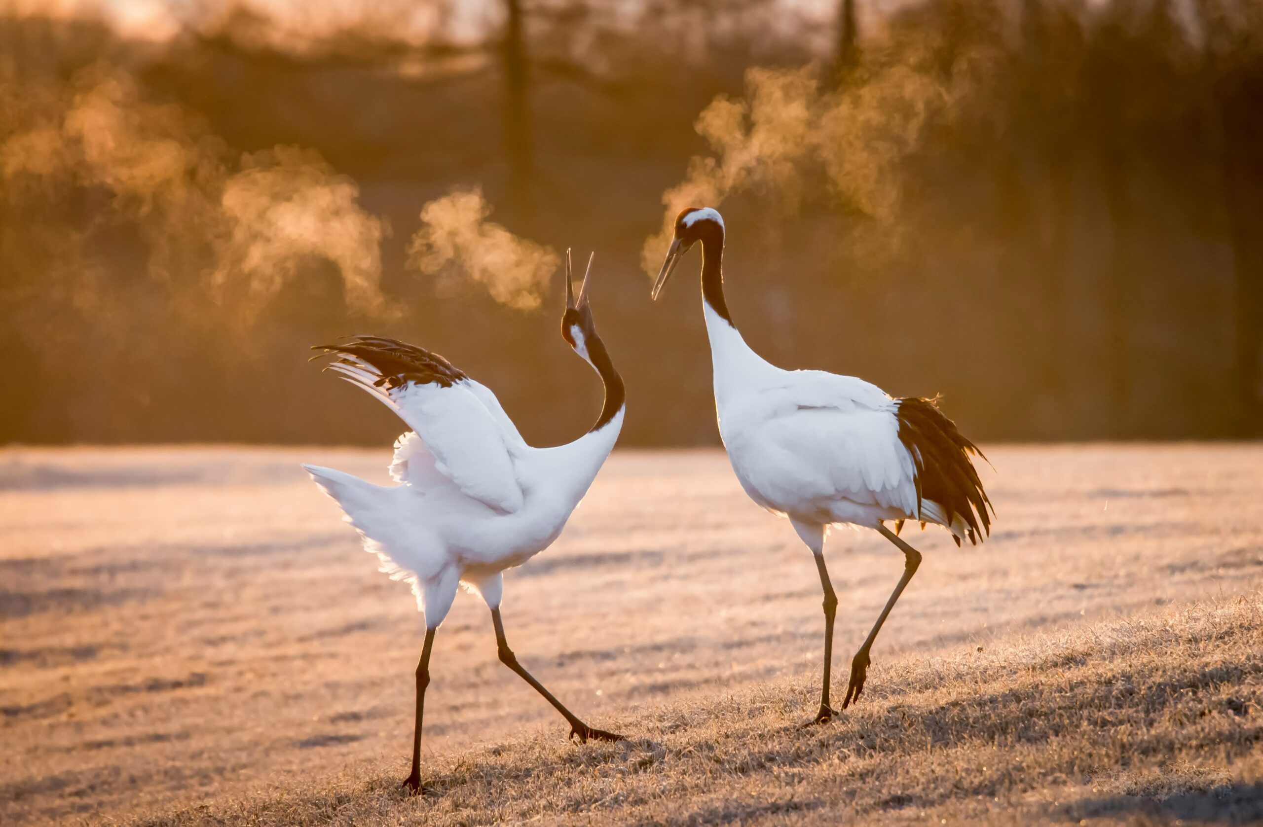 Yellowstone’s Most Endangered Animals